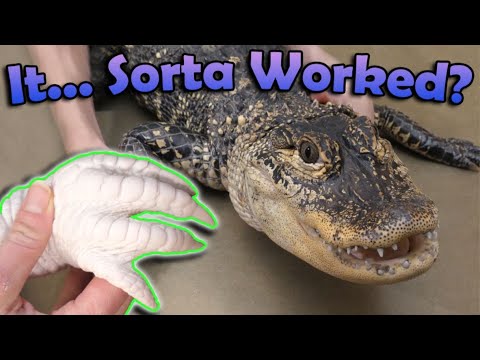 YouTube reptile video