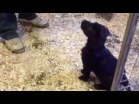 - Fallowfen Training Kennels - Fallowfen Training Kennels