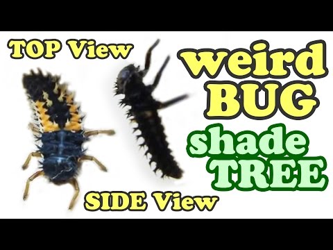 how to harvest mosquito larvae