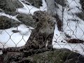 Snow Leopard