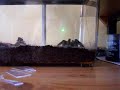 L.parahybana L8 agresywna ?