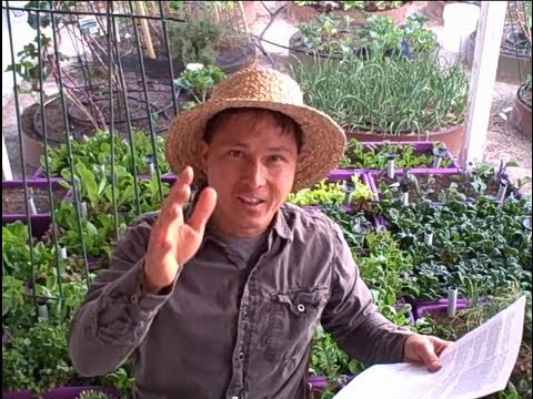how to apply azomite to garden