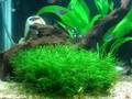 我が家の熱帯魚たち（＾－＾）
