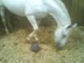Stormy playing footie.