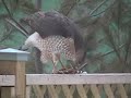 A Hawk Devouring a Pigeon A Hawk Devouring a Pigeon