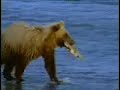 Grizzly Bear
