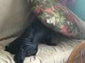 Weiner dog hiding his bone
