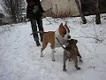 Piter Pen & Golden Boy De M`A`M