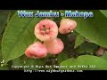 Wax Jambo - Makopa Wax Jambo - Makopa