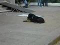 Perro de la toma ULARE parte 1