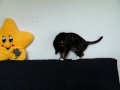 Tabsy und Ihren Schwanz