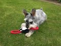 Buster - Miniature Schnauzer