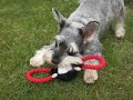 Buster - Miniature Schnauzer