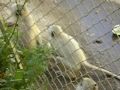videos de Monkey Bike Riding