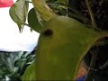 Cryptolaemus montrouzieri, Mealy Bug Destroyers, Let Loos Cryptolaemus montrouzieri, Mealy Bug Destroyers, Let Loos