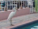 Ibis eating it\