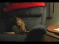 videos de Clumsy Cat