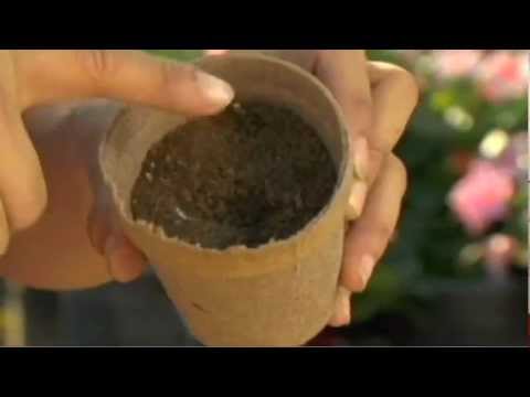 how to transplant kalanchoe plants