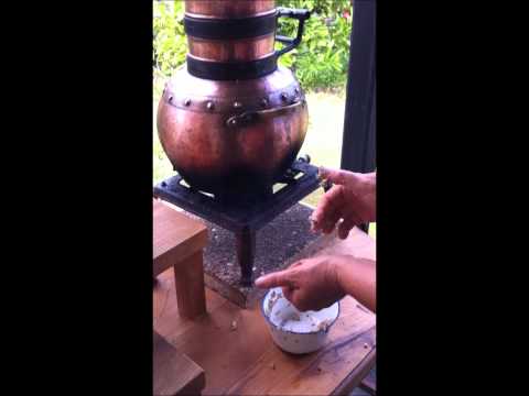 how to grow lemon verbena
