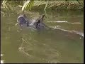 Javan Rhino