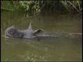 Javan Rhino