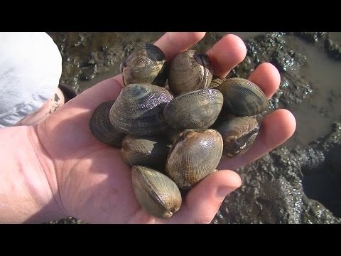 how to collect clams