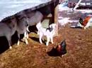 Shy Goat Shy Goat