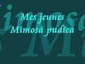 Vidéos de mes plantes carnivores et de mon Mimosa pudica Vidéos de mes plantes carnivores et de mon Mimosa pudica