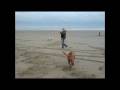 videos de galgo copito's day on the beach