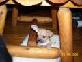 videos de My New Puppy