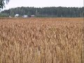 Juha Vainio - Käyn ahon laitaa Juha Vainio - Käyn ahon laitaa