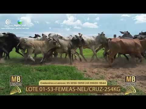 525� LEIL�O VIRTUAL MB LEIL�ES