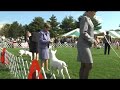 Zulu At Montgomery County Kennel Club Dog Show 2009