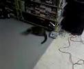 Cat chasing laser pointer - fast rotation! Cat chasing laser pointer - fast rotation!