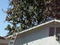 Christmas lights Decoration Sale Installation Los Angeles CA