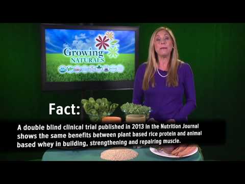 how to isolate protein from rice