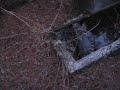 me in the woods at cecil