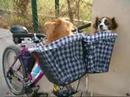 Alka i Kiba dins les cistelles de la bicicleta