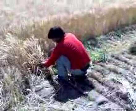 how to harvest grain by hand