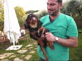 Allevamento Cavalier King Domus Aventina Roma  cuccioli giocano.wmv
