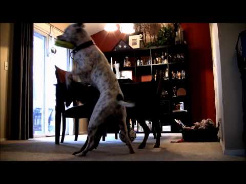 pitt bull