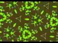 The opening