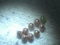 Bugs Timelapse2.wmv Bugs Timelapse2.wmv
