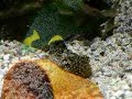 Views from my fish tank = a few Plecos Views from my fish tank = a few Plecos