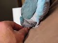 Tycho, the quaker parrot...gets a scritch and snuggle! Tycho, the quaker parrot...gets a scritch and snuggle!