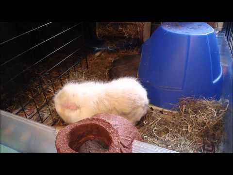 how to treat guinea pig mites