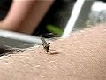 The mosquito