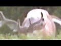 Rare Piebald (White) 10-pt Buck, Chase Deer from Golf Cart Rare Piebald (White) 10-pt Buck, Chase Deer from Golf Cart