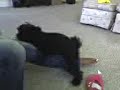 Chinyere and the dog