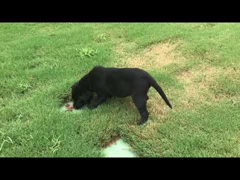 Black Akc registered Puppy